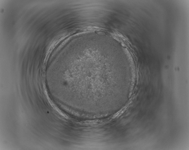 X0000074260049200609151811