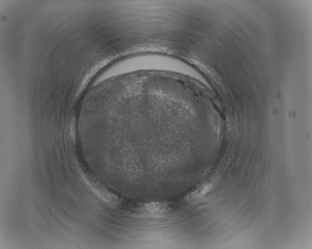 X0000074260064200609151811