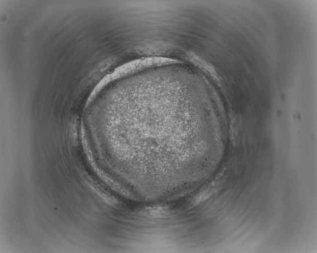 X0000074260065200609151812