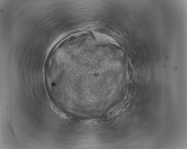 X0000074260100200609151811