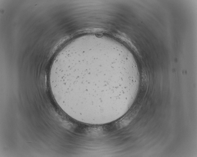 X0000074260110200609151811