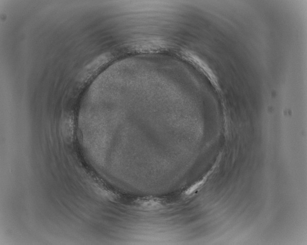 X0000074260113200609151811