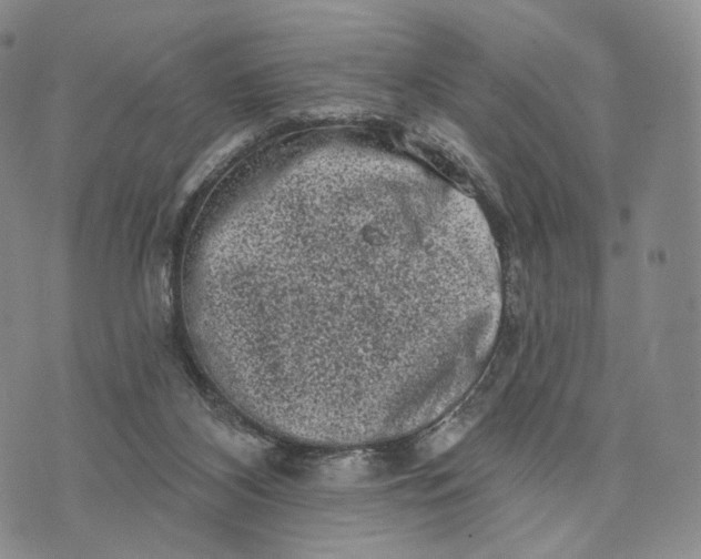 X0000074260116200609151811