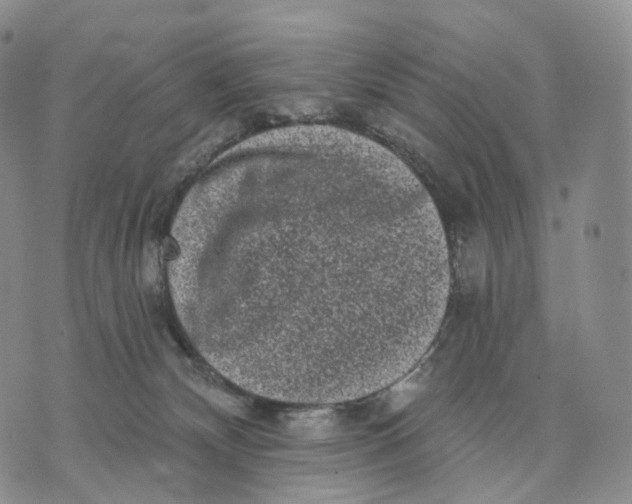 X0000074260132200609151811