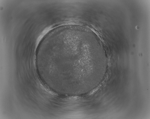 X0000074260152200609151810