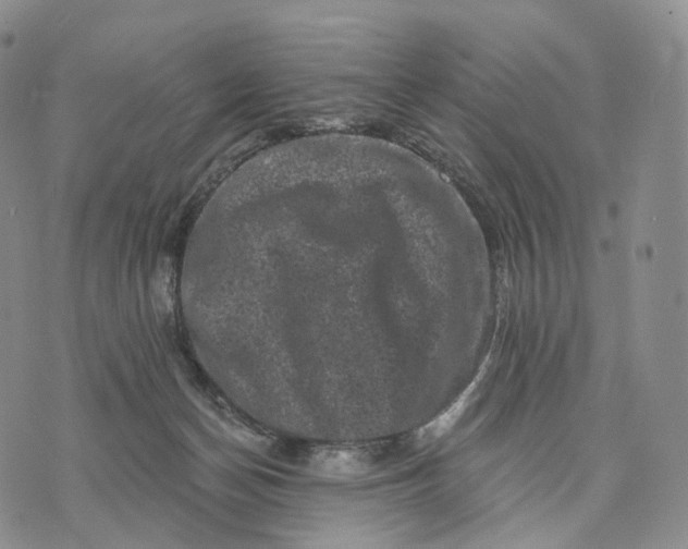 X0000074260174200609151810