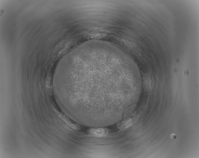 X0000074260181200609151810