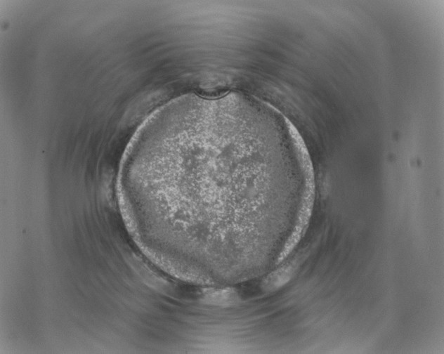 X0000074260185200609151810