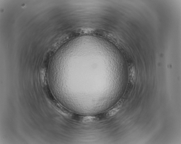 X0000074260222200609151809