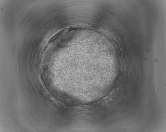 X0000074260241200609151808