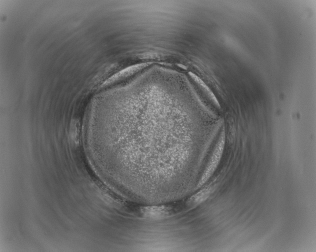 X0000074260273200609151809