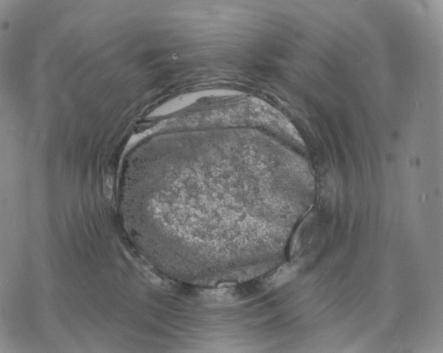 X0000074260281200609151809