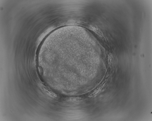 X0000074260292200609151808