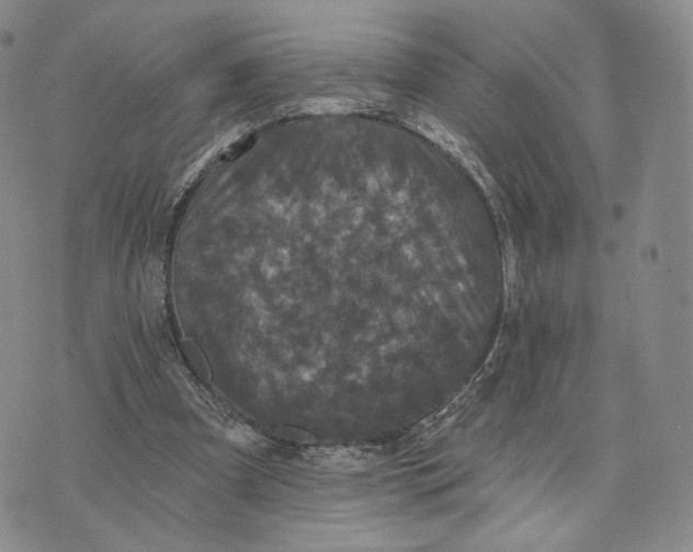 X0000074260297200609151808