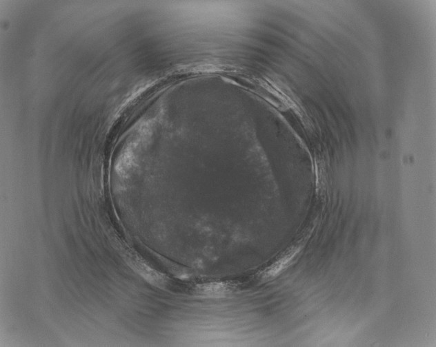 X0000074260301200609151808