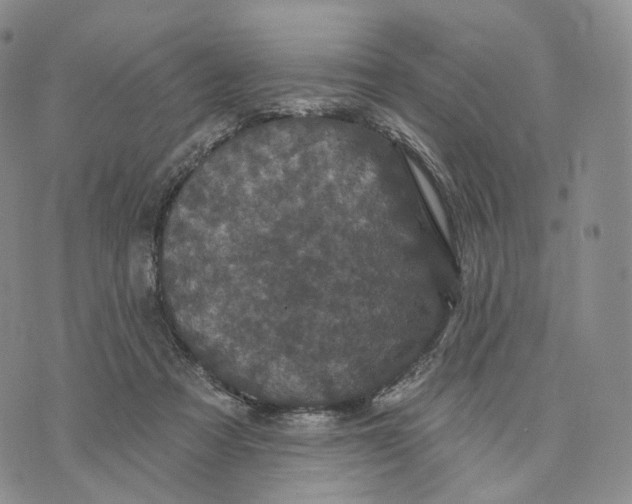 X0000074260313200609151808