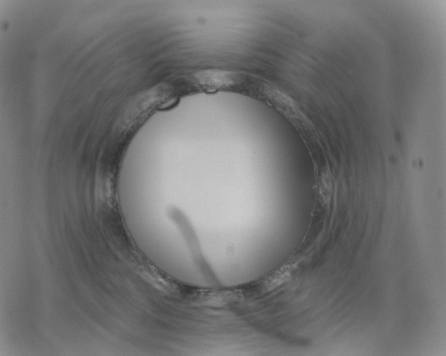 X0000074260330200609151807