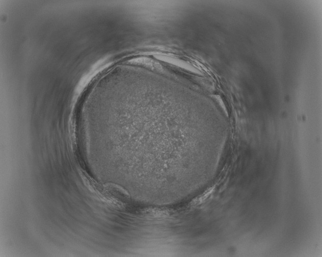 X0000074260343200609151807