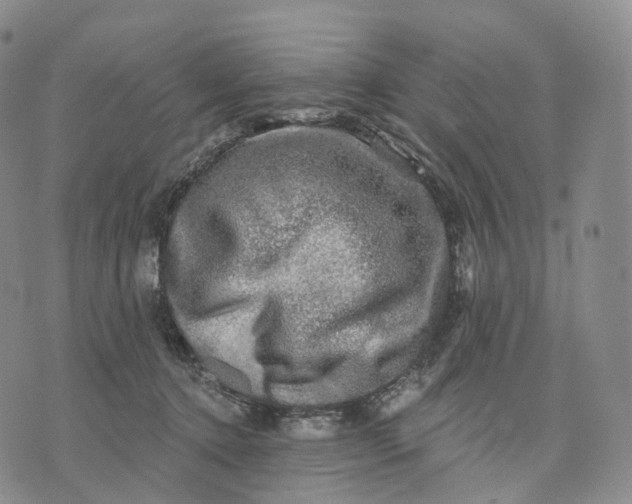 X0000074260368200609151807