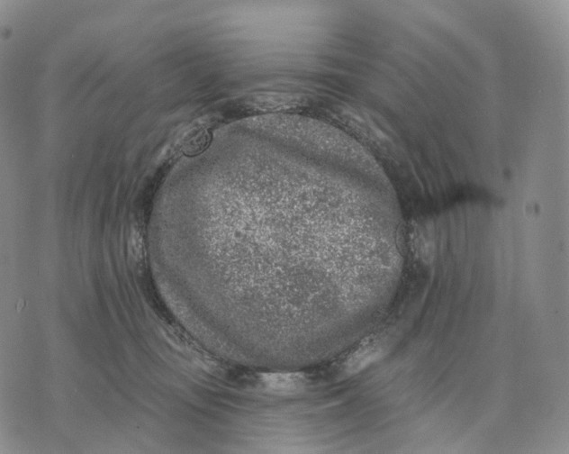 X0000074260371200609151807