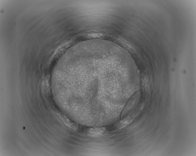 X0000074260373200609151807