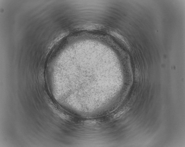 X0000074260394200609151806