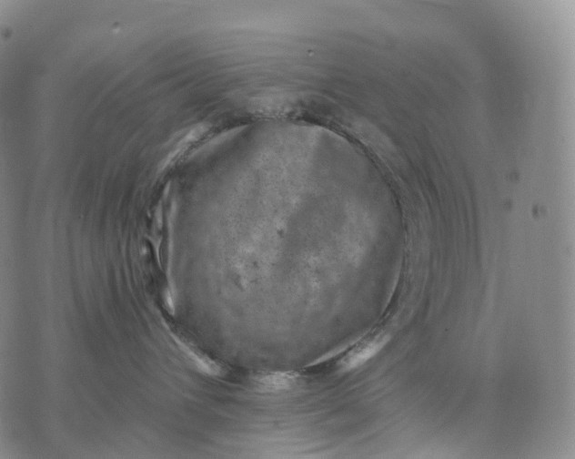 X0000074260432200609151806