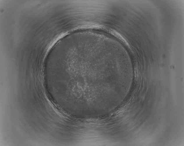 X0000074260436200609151805