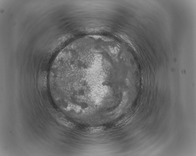 X0000074260495200609151805