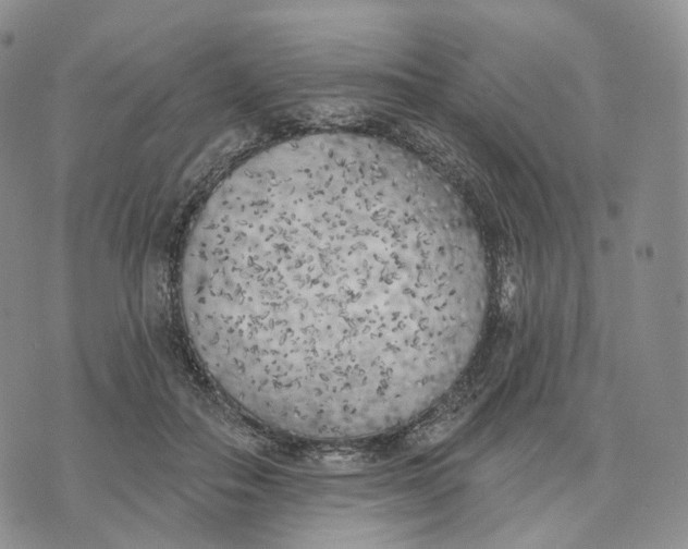 X0000074260506200609151805