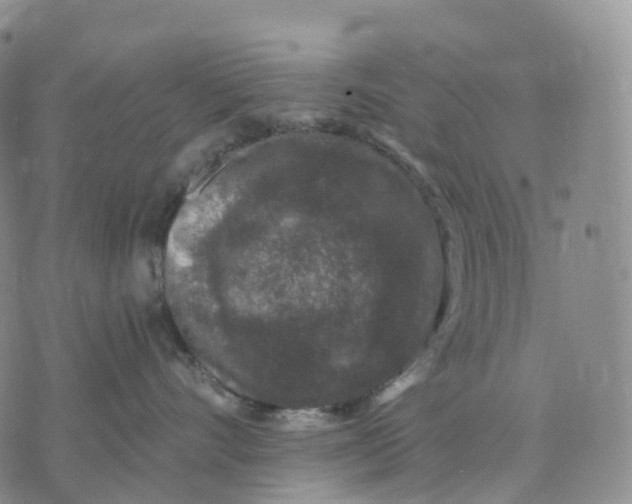 X0000074260528200609151804