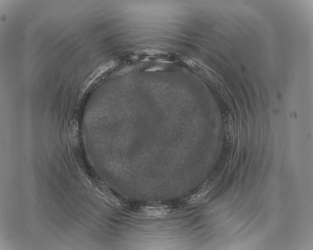 X0000074260556200609151804