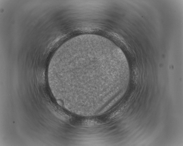 X0000074260596200609151803