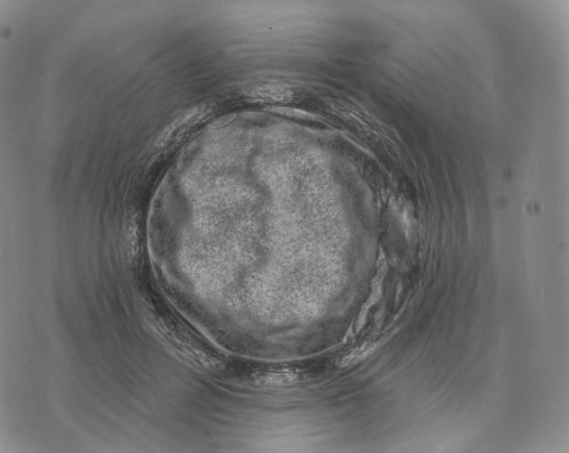 X0000074260600200609151803