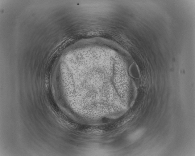 X0000074260648200609151802