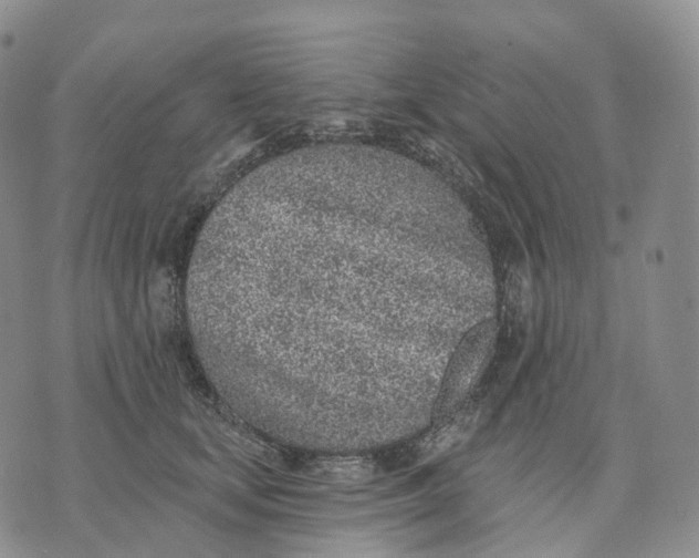 X0000074260659200609151802