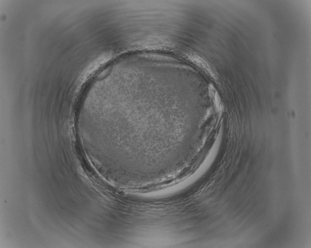 X0000074260680200609151802