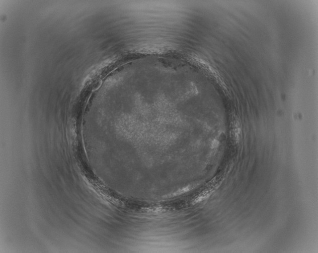 X0000074260688200609151802