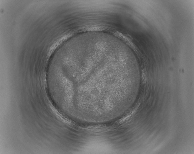 X0000074260725200609151800