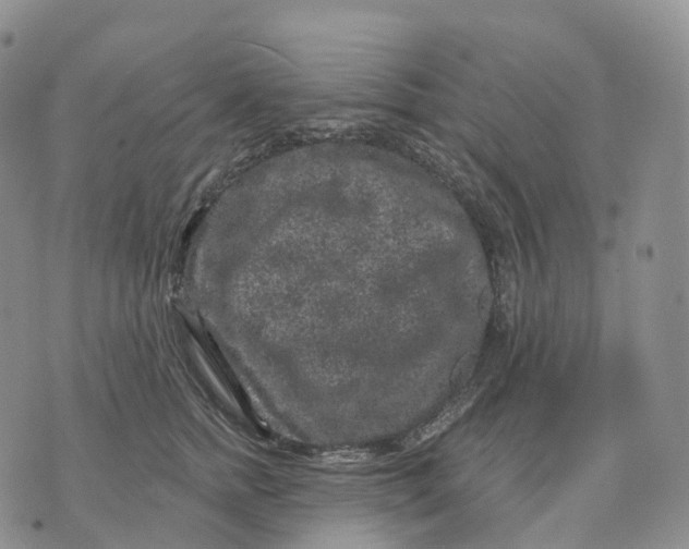 X0000074260758200609151801