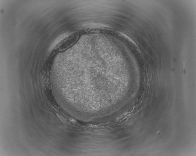 X0000074260775200609151800