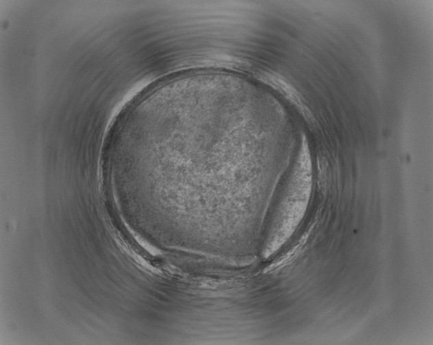 X0000074260780200609151800