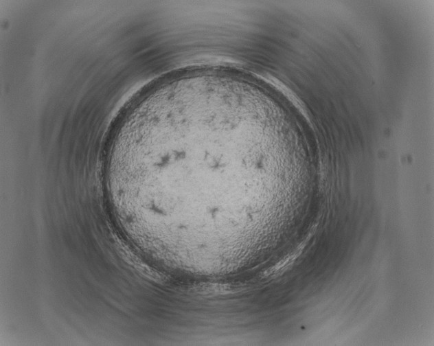 X0000074260783200609151800