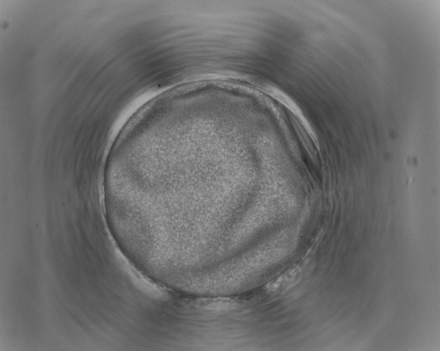 X0000074260811200609151800