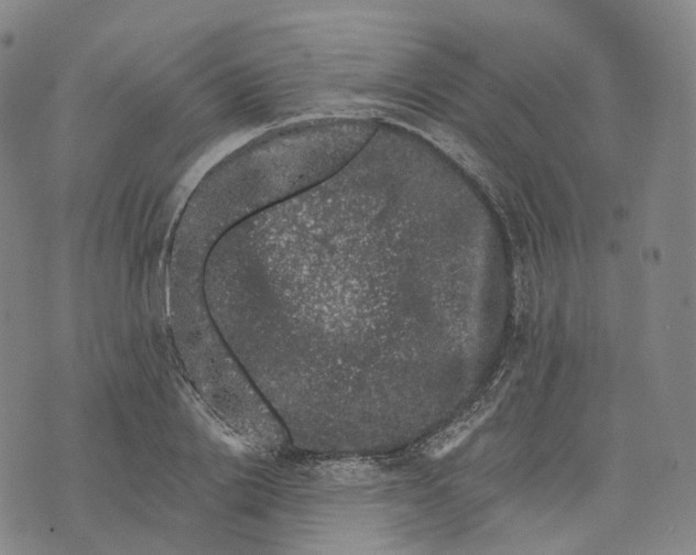 X0000074260838200609151759