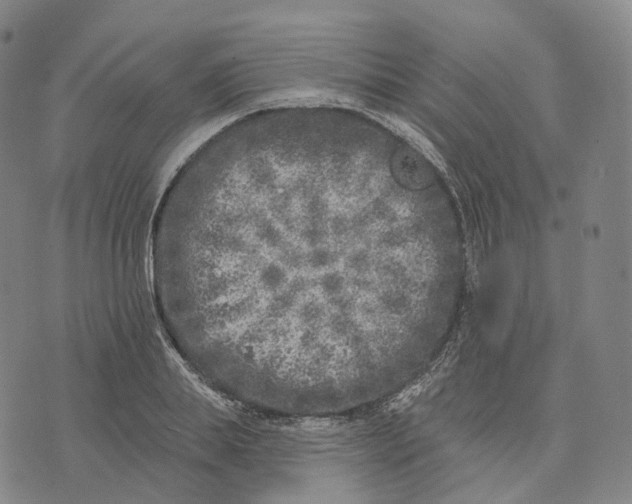 X0000074260839200609151759