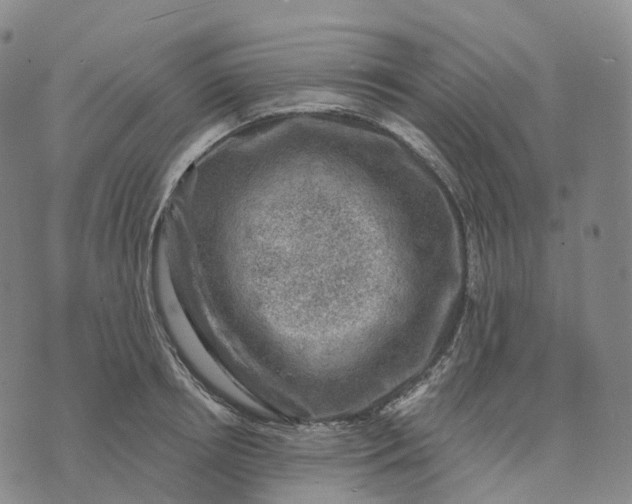 X0000074260850200609151759