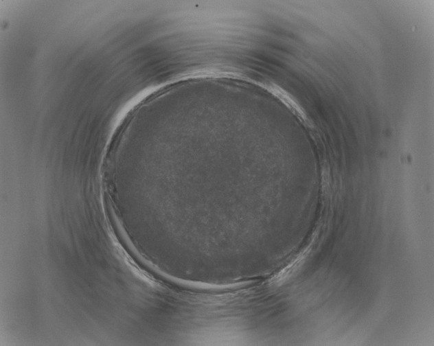 X0000074260854200609151759