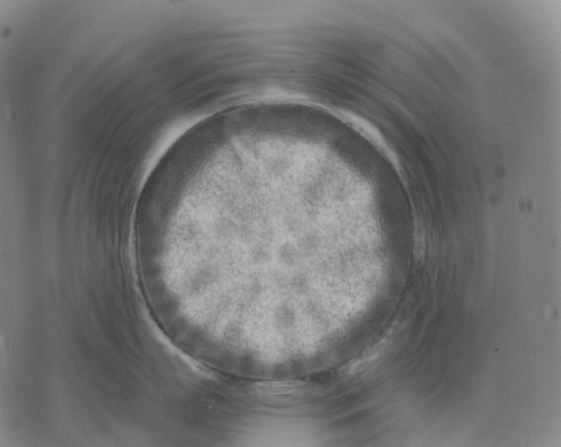 X0000074260863200609151759