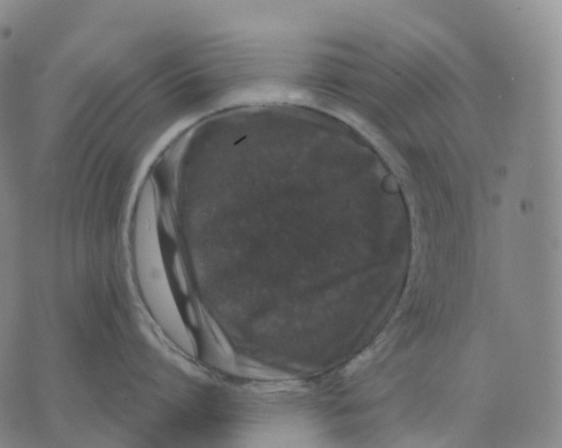 X0000074260864200609151759